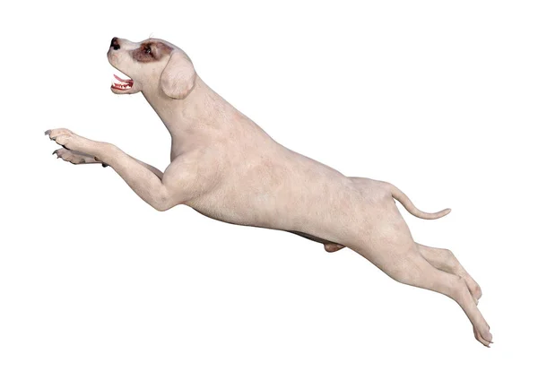 3D Rendering Crossbreed Dog on White — Stock Photo, Image