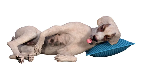 3D renderização cão dormindo em branco — Fotografia de Stock