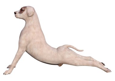 Beyaz 3d Rendering Crossbreed Köpek