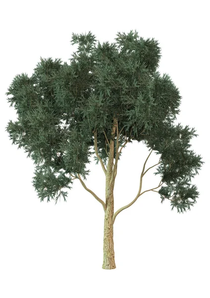 3D rendering Eucalyptus boom op wit — Stockfoto