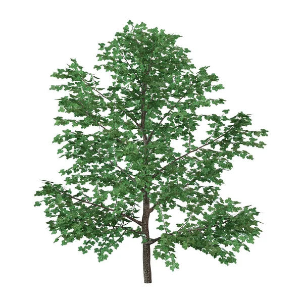3D απόδοση γλυκό δέντρο σημύδας στο λευκό — Φωτογραφία Αρχείου