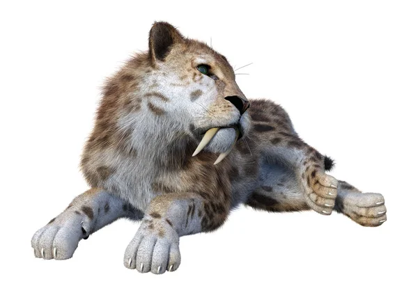 3D renderização Sabertooth Tiger em Branco — Fotografia de Stock