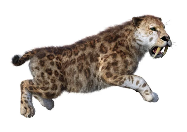 3D rendering Sabertooth tigris-fehér — Stock Fotó