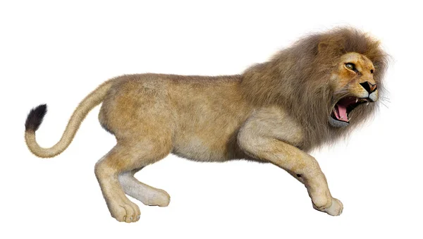 3D Rendering Male Lion on White — Stock Photo, Image