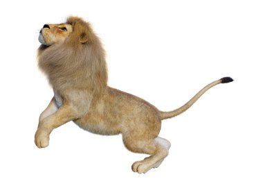 Beyaz üzerine 3D render erkek aslan