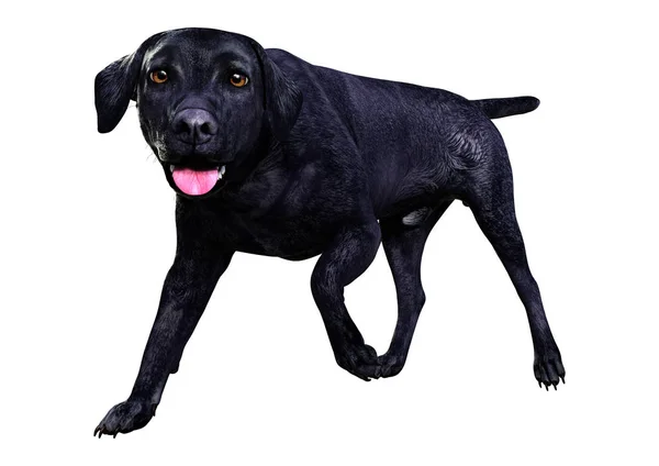 3D Rendering Labrador Hund auf weiß — Stockfoto