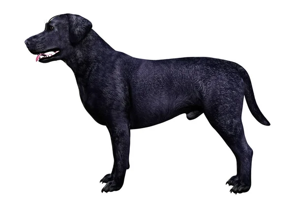 3D Rendering Labrador Hund auf weiß — Stockfoto