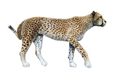 3D render büyük kedi Cheetah beyaz