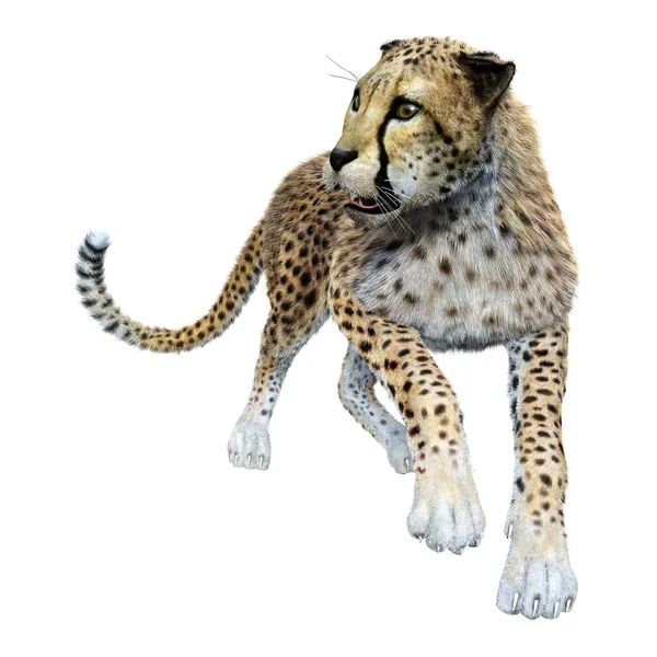 3D rendering nagymacska Cheetah-fehér — Stock Fotó