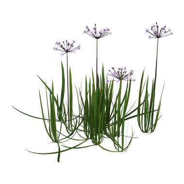3d Rendering Butomus Umbellatus Çiçekler Beyaz
