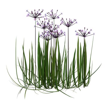 3d Rendering Butomus Umbellatus Çiçekler Beyaz