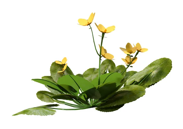 3D renderização Marsh Marigold flores em branco — Fotografia de Stock