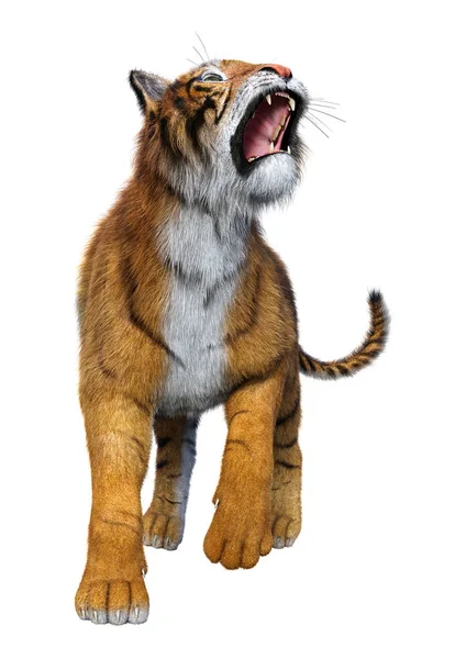 Rendu 3D Big Cat Tiger sur blanc — Photo