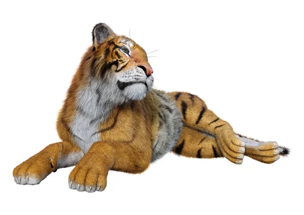 3D Rendering Big Cat Tiger su bianco — Foto Stock