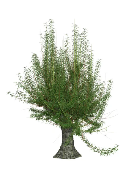 3D rendering White Willow Tree på vit — Stockfoto