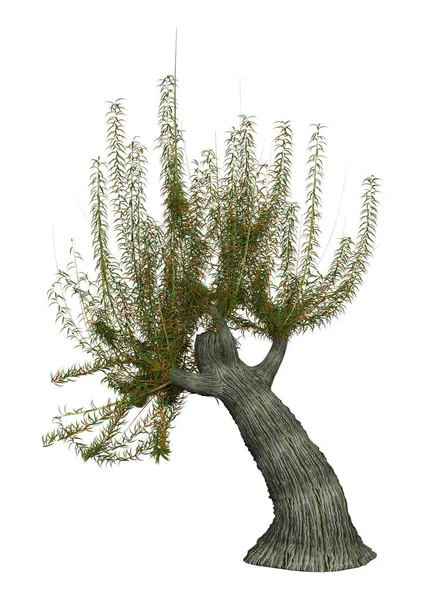 3D rendering White Willow Tree på vit — Stockfoto