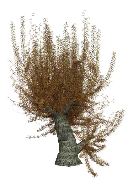 3D-rendering White Willow på vit — Stockfoto