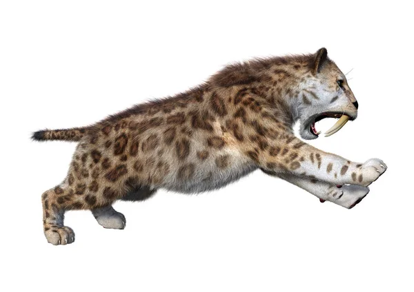 3D Rendering Sabertooth Tiger su bianco — Foto Stock