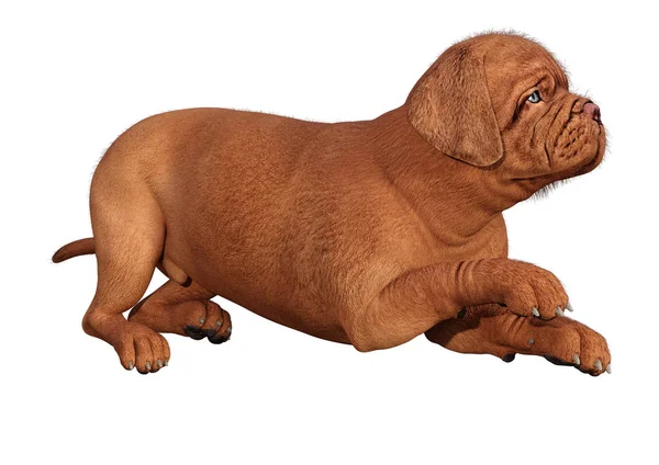 Representación 3D de cachorro en blanco — Foto de Stock