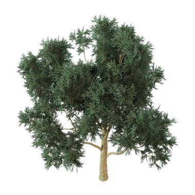 3D render Okaliptüs ağacı beyaz