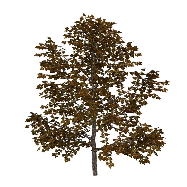 3D Rendering Sweet Birch Tree on White — Stock Photo, Image