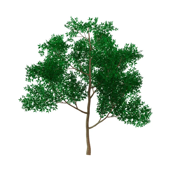 Rendu 3D petit arbre sur blanc — Photo