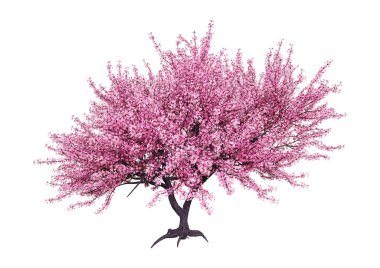 3d Rendering Pembe Blooming Sakura Ağacı Beyaz