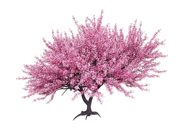 3D renderizado rosa que florece Sakura árbol en blanco — Foto de Stock
