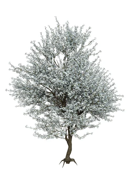 3D renderização florescendo árvore Sakura em branco — Fotografia de Stock