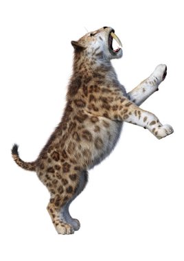 3D render Sabertooth kaplan beyaz