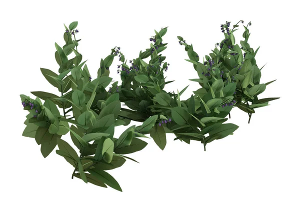 3D rendering virágzó fekete nadálytő növények fehér — Stock Fotó