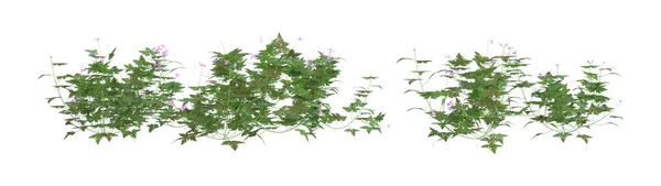 3D Rendering Herb Robert Plant on White — Stock Photo, Image