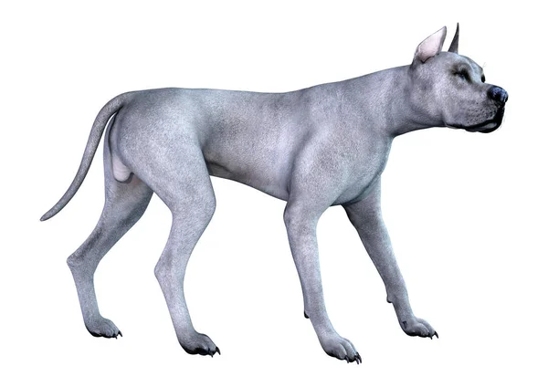 3D rendu bleu Grat Danois chien sur blanc — Photo