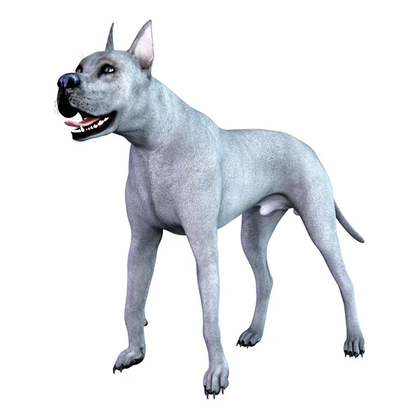 3D renderização azul Grat Dane Dog em branco — Fotografia de Stock