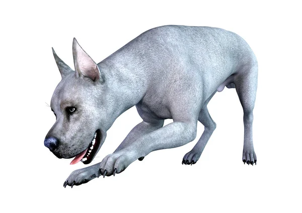 3D Render mavi büyük Dane köpeği beyaz — Stok fotoğraf