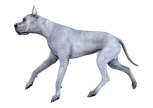 3D Rendering blauer Grat dane Hund auf weiß — Stockfoto