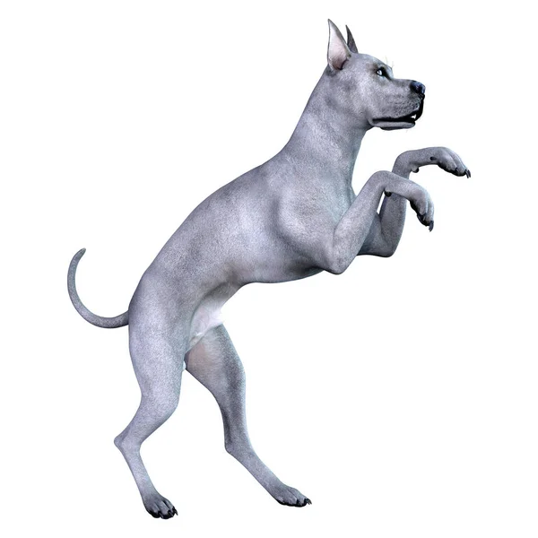 3D renderização azul Grat Dane Dog em branco — Fotografia de Stock