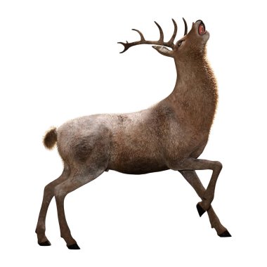 Beyaz üzerine 3D render erkek geyik