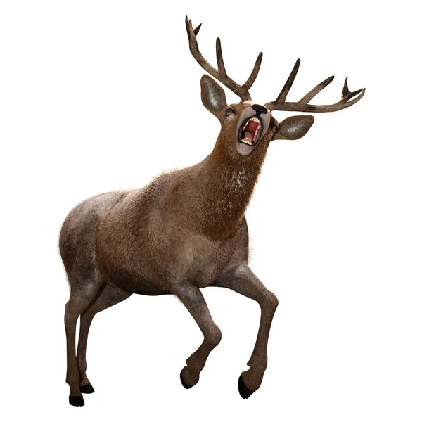 Deer Laki-laki Rendering 3D di Putih — Stok Foto
