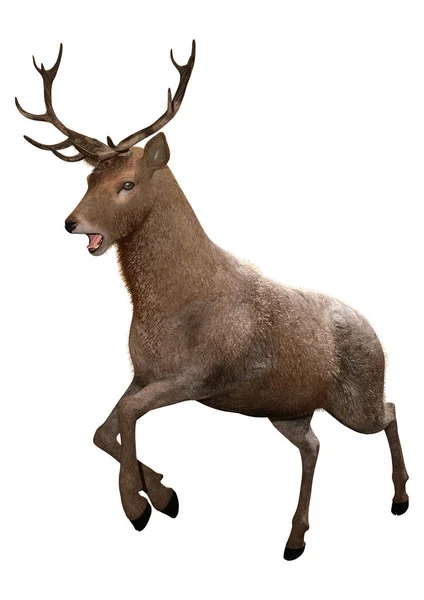 3D Rendering Male Deer on White — Stock Photo, Image