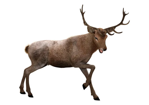 3D Rendering Male Deer on White — Stock Photo, Image