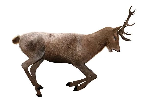 3D Rendering Male Deer on White — Stock Photo, Image