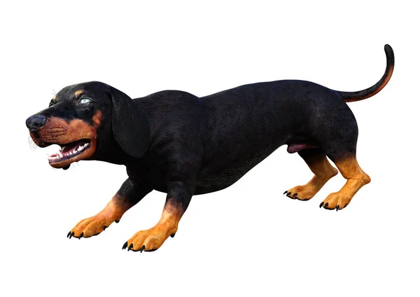 3D Dachshound renderização em branco — Fotografia de Stock