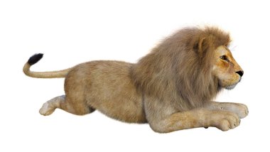 Beyaz üzerine 3D render erkek aslan