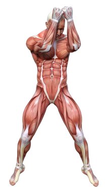 3D render erkek anatomisi şekil üzerinde beyaz