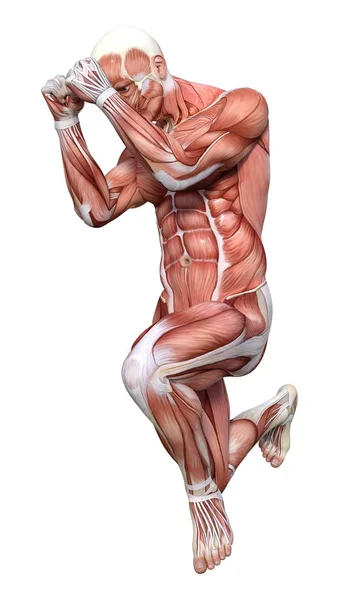 3D render erkek anatomisi şekil üzerinde beyaz — Stok fotoğraf