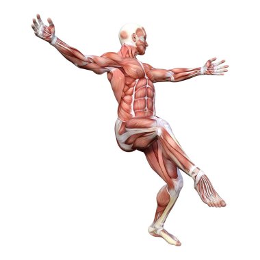 3D render erkek anatomisi şekil üzerinde beyaz