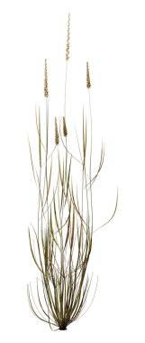 Beyaz Foxtail Çim 3d Rendering Yama