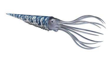 3d Rendering Orthoceras Beyaz