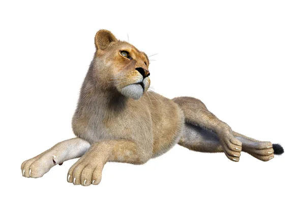 3D rendering kvinnliga lionen på vit — Stockfoto